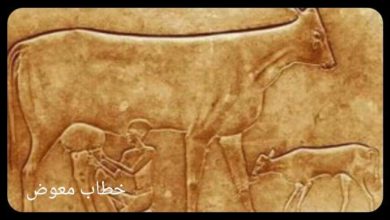صورة البقرة التي تبكي “مصر منذ 4 آلاف سنة وأكثر”