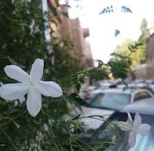 صورة دمشق حبيبتي