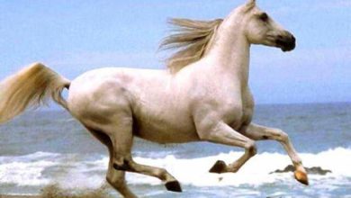 صورة على صهوة الذكرى