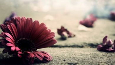 صورة زهرتي لا تذبلي