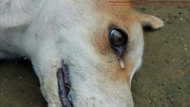 صورة البحث عن أسباب تخلي المصريين عن حيواناتهم في زمن الكورونا إليكم أراء المتخصصين