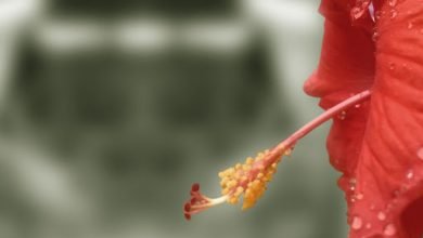 صورة ” رحيقُ الصَّمْتِ “