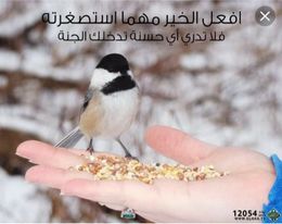 صورة همستي …..رجائي لربي