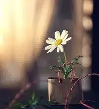 صورة لا أستطيع……وأستطيع