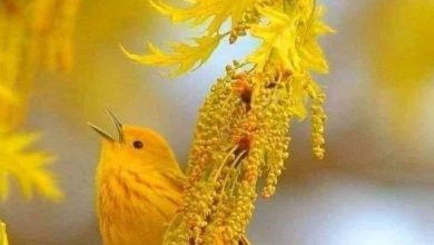 صورة و مازلت انتظر