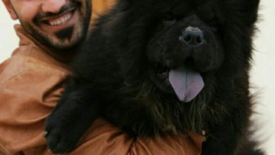 صورة نادر زكريا حناوى  ٣٣ عاماً مربي للكلاب ومسئول عن تربيتها وتحسين السلالات في مصر