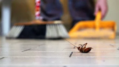 صورة الشيح و أعشاب أخرى تمنع دخول الحشرات للمنزل نهائيا